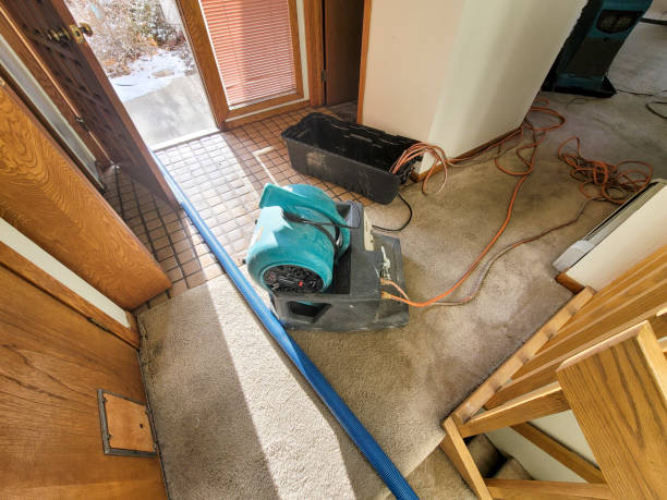 Best Mold removal after water damage  in Apple Valley, MN